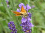 P1010077.JPG