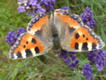 P1010081Lavendel.JPG