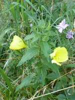 P1010239Nachtkerze.webp