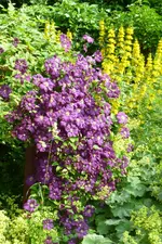 P1020489Clematis und Gilbweiderich.JPG