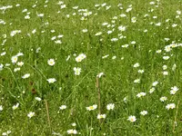 P1050764Margeritten.webp