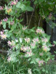 P1050879Geißblatt.JPG