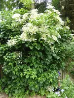 P1090952Kletterhortensie.JPG