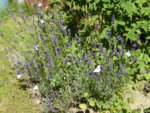 P1100130Weißlinge am Lavendel.JPG