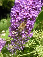 P1010378Schmetterlingsflieder.webp