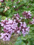 P1010823Oreganum.JPG