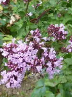 P1010823Oreganum.webp