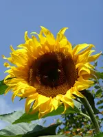 P1060975Sonnenblume.JPG
