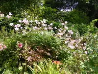 P1060727Herbstanemone.JPG