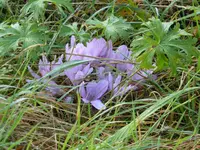 P1100835Herbstzeitlose.webp