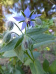 P1110085Borretsch.JPG