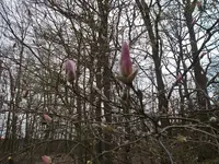magnolie.webp