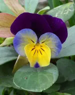 VeilchenA(9).webp
