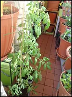 c015.webp