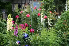 Juni6416.webp