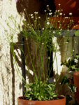 P1050431.JPG