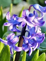 image003.webp
