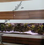 DSCN0011[1].webp
