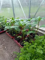 IMG_20180423_173636.webp