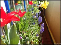 c019.webp