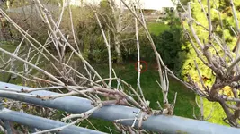 Blauregen 1.webp
