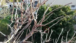 Blauregen 2.webp