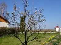 DSC00154.webp