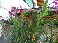 DSC00169.webp