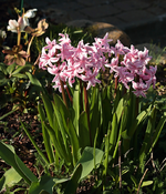 Hyazinthe_rosa_800.webp