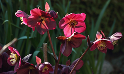 Lenzrose Anna's Red_Gegenlicht_back light_800.webp