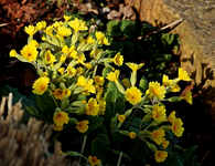 Riesenprimel_gelb_800.JPG