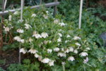 Helleborus 0119.JPG