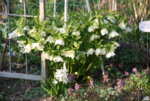 Helleborus 0219.JPG