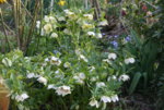 Helleborus 0319.JPG