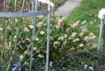 Helleborus 0419.JPG