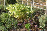 Helleborus 0519.JPG