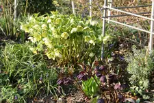 Helleborus 0519.webp