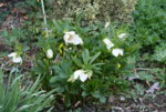 Helleborus 1119.JPG