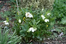 Helleborus 1119.JPG