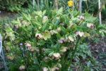 Helleborus 1219.JPG