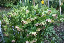 Helleborus 1219.webp