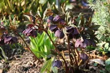Helleborus Bäuerlein0119.webp