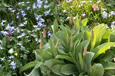 Frühling 0319.webp