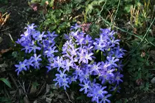 Frühling 0519.webp