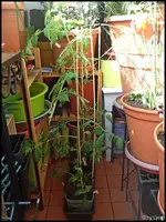 c030.webp