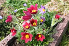 Gartenvergleich 2. April 4.webp