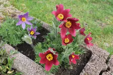 Gartenvergleich 2. April 7.webp