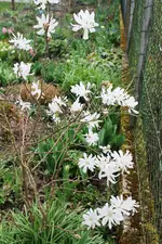 Gartenvergleich 2. April 10.jpg
