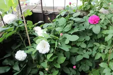 Resht & Quartier.webp