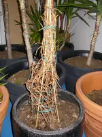 Mandevilla.webp